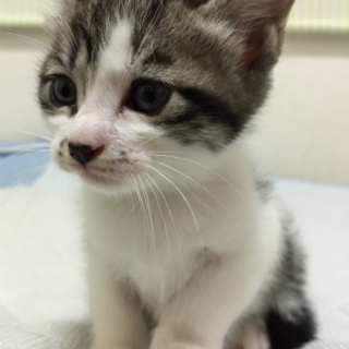 愛嬌のあるサバトラ・白ネコ