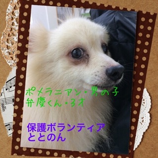 ポメラニアン弁慶は大人しい３才の男の子です。