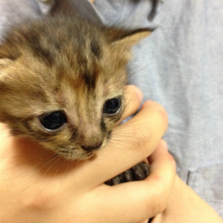 ミルクで育てて頂ける方緊急募集雉トラ