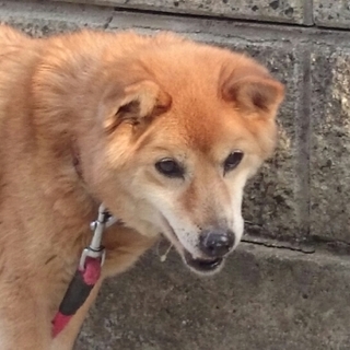 お散歩大好き  ハルちゃんです♪