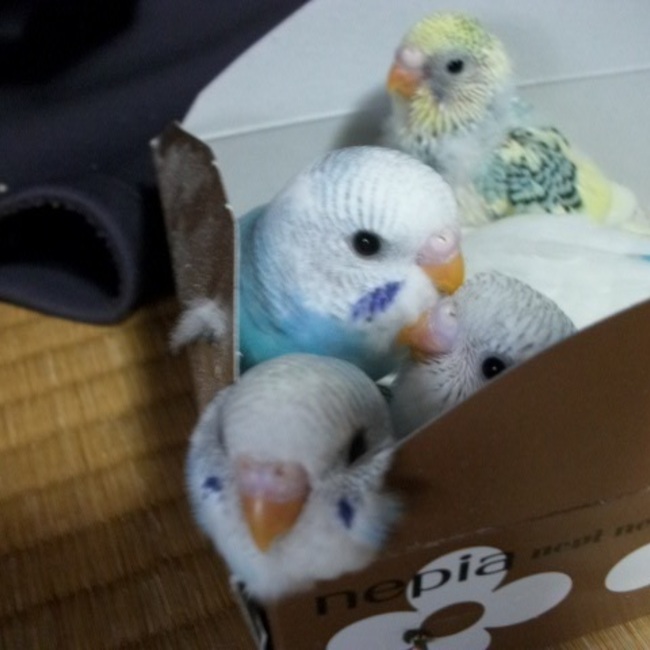 エミィのカバー写真