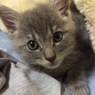 可愛い赤ちゃん猫里親募集