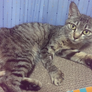 里親さま募集します。