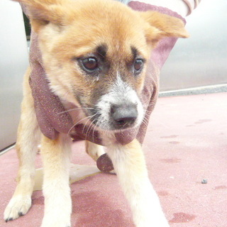不安げな2ヶ月弱の子犬・・家族に迎えてください！！