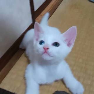 困り顔のオットアイ　おこわちゃん