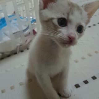 青い瞳のわんぱく坊主　そぼろちゃん