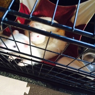 フェレット２匹