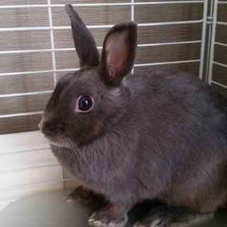 優しい子です。