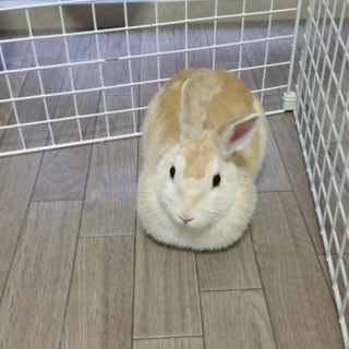 やんちゃちゃん！