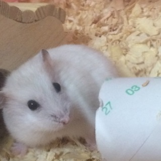 子ハム里親募集中！