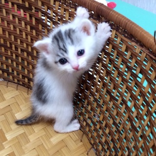 綺麗な子猫です