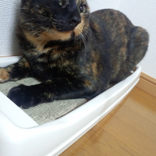 サビ猫の女の子♪