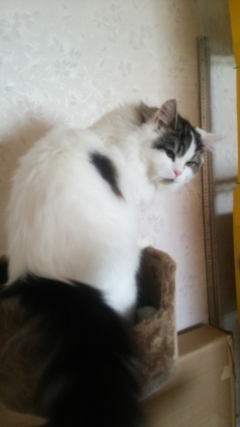 立ち耳スコティッシュのライチ君です。約一才未満 サムネイル3