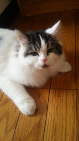 立ち耳スコティッシュのライチ君です。約一才未満 サムネイル4