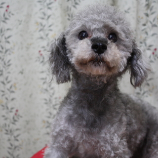 アトムくんの里親募集します