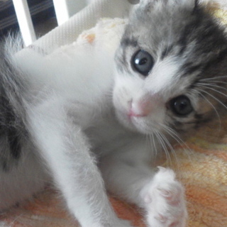 可愛いこつぶちゃんの里親さんを募集します。