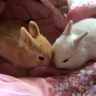 ミニウサギ里親募集( ´ ▽ ` )ﾉ