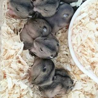 里親募集ハムスター