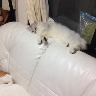 ペルシャ猫オスです(*^^*)