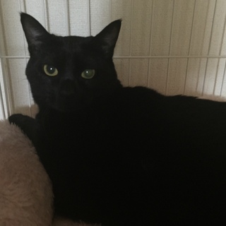 かわいい黒猫ちゃん