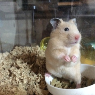 ゴールデンハムスターの里親募集