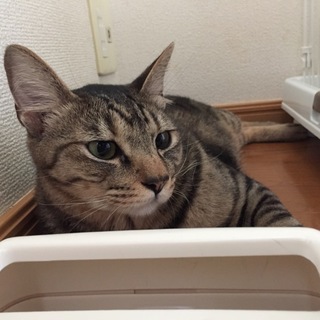 男前なサバトラ君