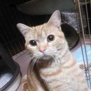 【募集一時停止します！】アメショーの人懐こい男の子