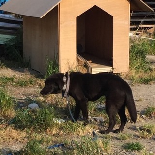 【緊急】飼い主が不在　黒のレトリーバーお願いします