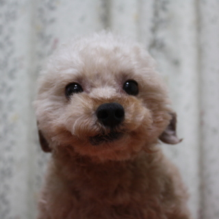 サトくんの里親募集