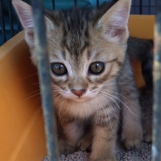 子猫た～くさん！日曜日会いに来てください♪