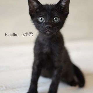 黒猫　シドくん里親募集