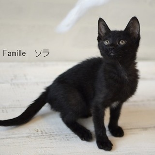 クロネコ　子猫のソラちゃん　里親募集　