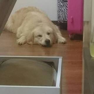 9ヶ月のゴールデンのオス