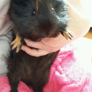 ｲﾝｸﾞﾘｯｼｭﾓﾙﾓｯﾄ1歳