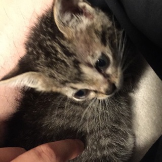 生後2ヶ月可愛いキジ猫ちゃん❤︎