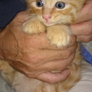 可愛い子猫ちゃんが生まれました