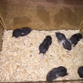 ブラックドワーフ（キャンベル？）：残り０枠