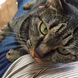 ツンデレあゆちゃん。