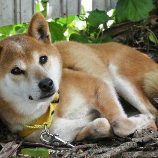 落ち着きのある小ぶりの柴の女の子わかこです。