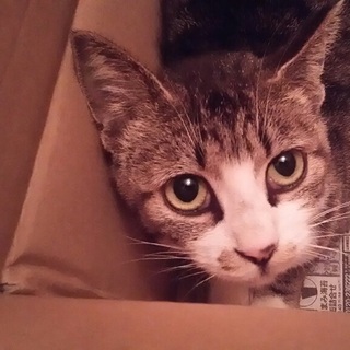 キジ白の女の子