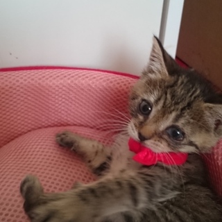 可愛がっていただける方