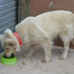 新しく仲間入りしました。茜(あかね)です。