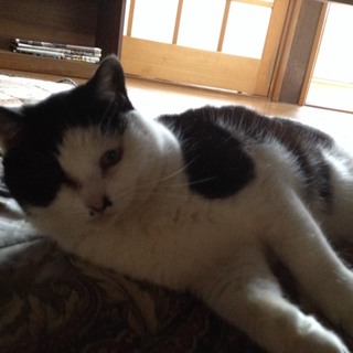 のんびりほのぼのな猫さんの飼い主を募集しています！