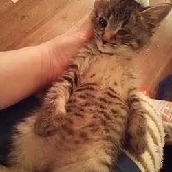 威嚇魔ちゃん パート2