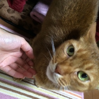 アビシニアン雄シンバ4歳 里親様募集