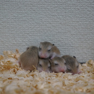 ロボロフスキー：オス５匹の里親募集中！