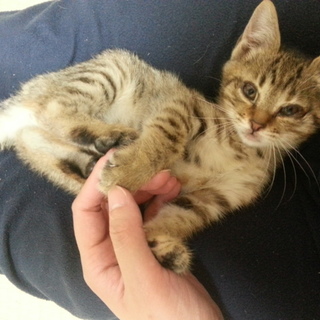 キジトラの女の子☆生後1.5ヶ月