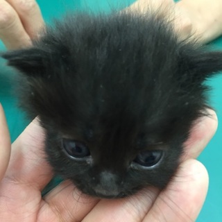 3匹とも亡くなってしまいました。