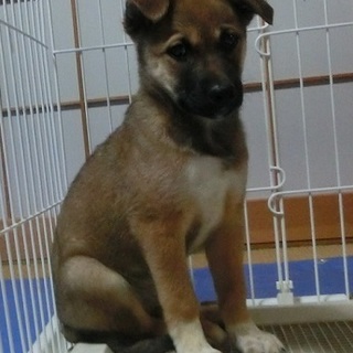 新しい家族を探しています