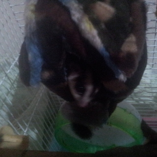 関東にてフクロモモンガ里親募集